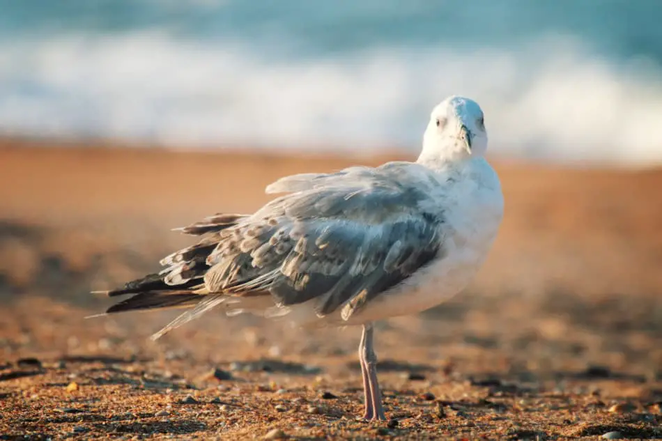 Seagull standing on the beach